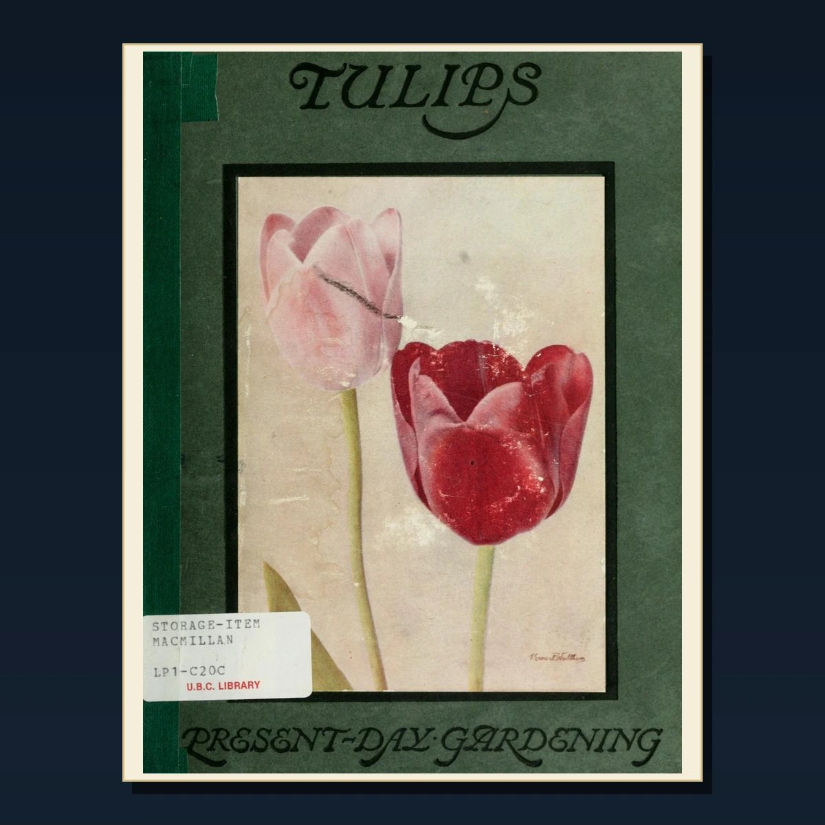 125 Rare Bulbs Tulips and Daffodils PDF Collection: Bulbs Tulips & Daffodils & Antique Sources image 3