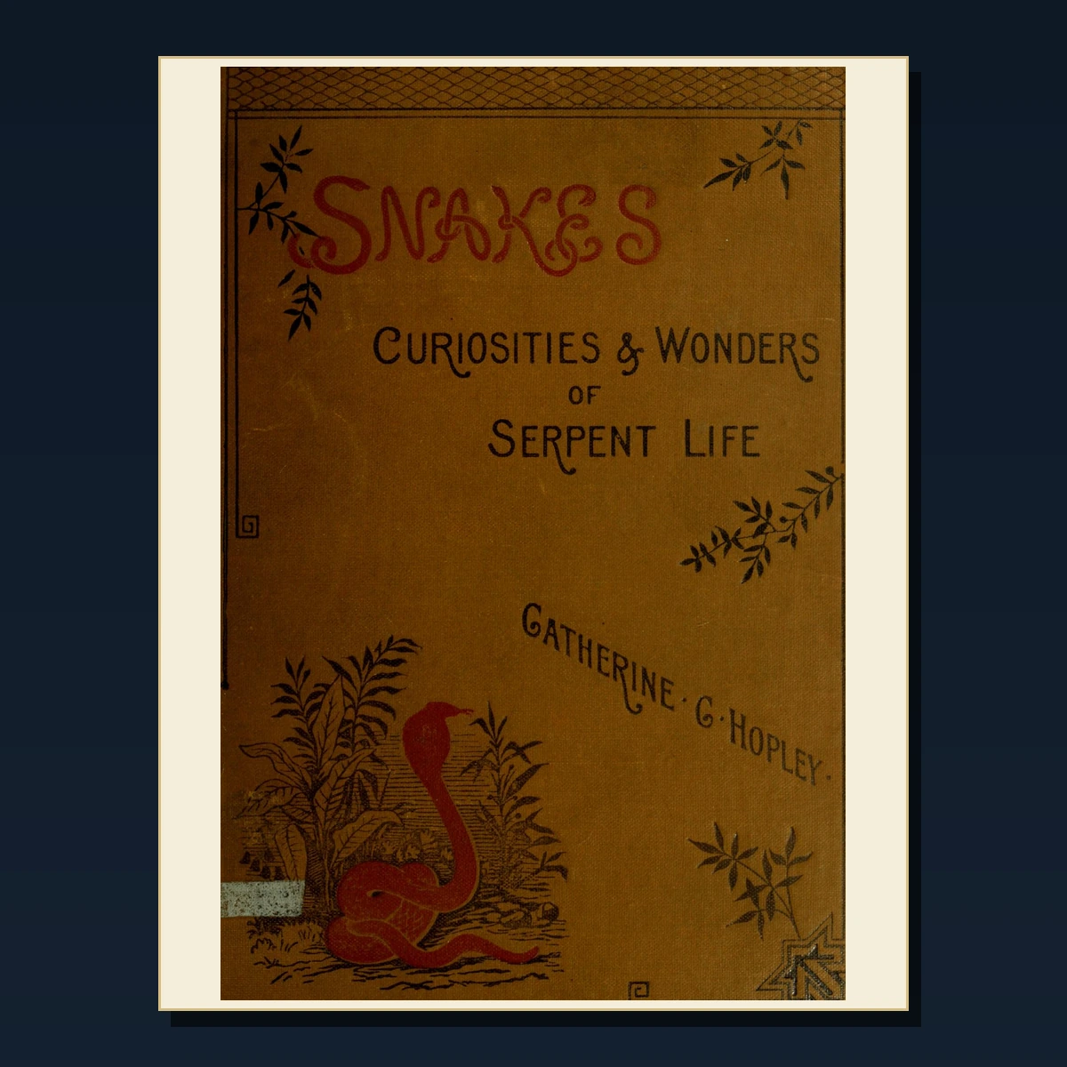 111 Rare Curiosities Cabinets and Museums PDF Collection: Curiosities Cabinets & Museums & Antique Sources image 3