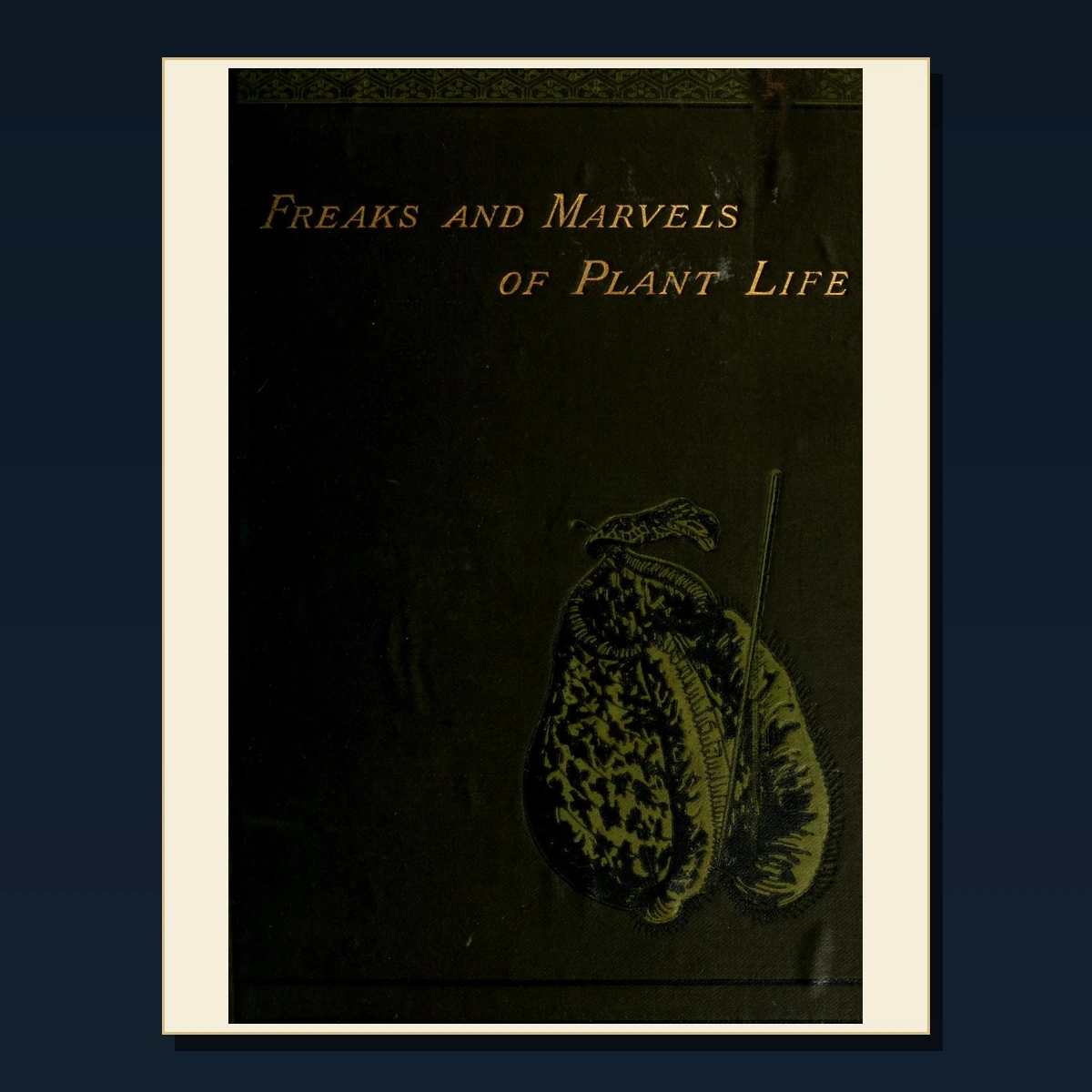 111 Rare Curiosities Cabinets and Museums PDF Collection: Curiosities Cabinets & Museums & Antique Sources image 4