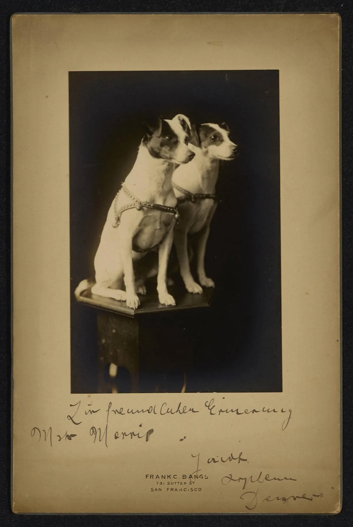 100 Antique Dog Breeds, Training & Canine History Books PDF Collection on USB preview gallery image
