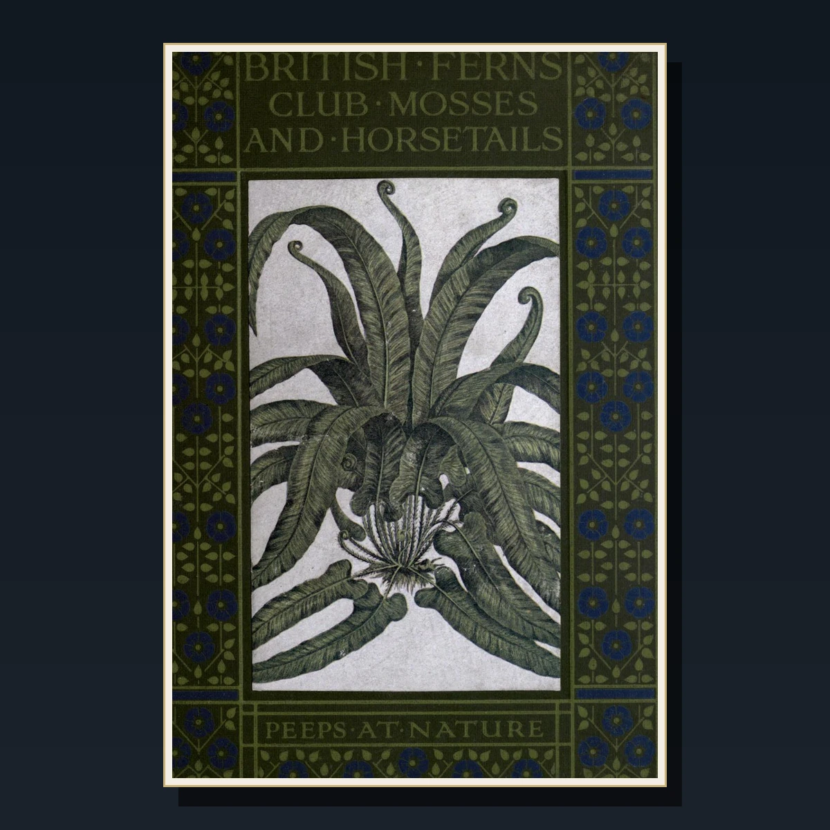 125 Rare Ferns & Mosses PDF Collection: British Ferns, Pteridomania, Newman, Moore & Victorian Fern Craze image 5