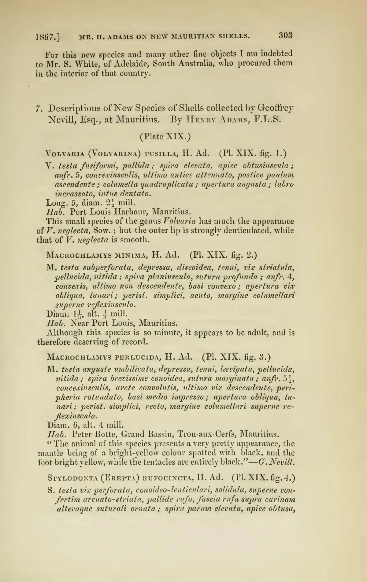 100 Antique Shells, Molluscs & Conchology Books PDF Collection on USB preview gallery image
